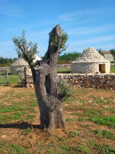 Maslina Raguza